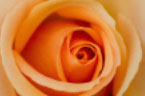 Rose (Orange)